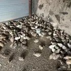 للبيع سمان بياض