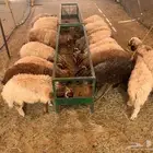 نعيمي اردني مرابى