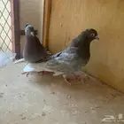 جوزين قلابي على السوم