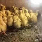 صوص بكيني للبيع