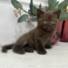 كيتن سكوتش للبيع الخبر