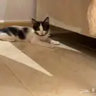 قطه
