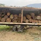 عيدان نحل بلدي للبيع