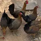 دجاج عربي ترثه قديمه