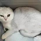 سكوتش فلولد