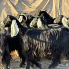 معزاء عوارض فاخره