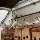 قميري افريقي ابرق