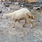 جذع على مستوى عالي فل شحم ولحم