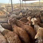 سلام عليكم حلال سواكني مشاالله تبارك الله توه جي