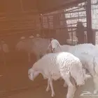 خرفان