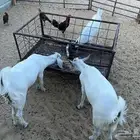تيوس جنوبية