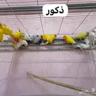للبيع طيور روز مطير كامل
