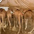 قعدان صومالى للبيع جمله