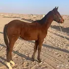 مهرة انجليزية