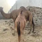 قعود لباني تحت امه الموقع تهامة الباحه