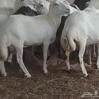 ضأن قريب على الشرط العدد 20 من الجدع إلى الربع