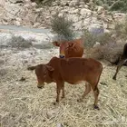 بقر حسلان عجول بلدي رمضان