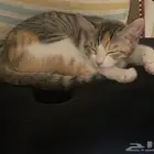 قطة صغيره للتبني