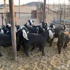 تيوس وجفرات القصيم