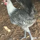 دجاج وديكه فيومي العمرخمس شهور على وجه تبييض اذكرو الله