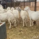 شياه بفحلها