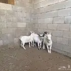 تيس قزمي