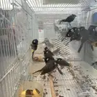 بلابل هملايا محلل
