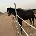 خيل انقليزي ادهم