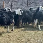 رخال نجد مراح فاخره