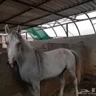 فرس للبيع