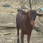 تيس فحل محايل عسير