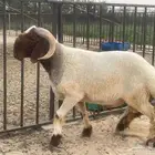للبيع نعيمي جذع فاخر