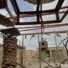 طيور دره