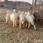 9خرفان نظيفه شحم مقفله