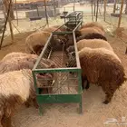 للجمله حلال مربي زواجات ومناسبات والتجار