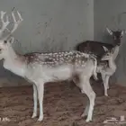 غزلان لبيع عدد 2 تيس وحده معها ولدها الاجمالي 4