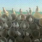 حمام فرنسي لاحم