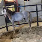 مهر فاخر مشاء الله