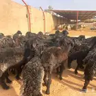 غنم عرب