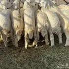 طليان تربيه