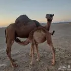 الدهما بوادي الحمض تم البيع