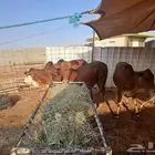 حسلان بلدي