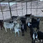 معزا عوارض صنف للبيع العدد 17