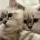 قط هملايا للتبني