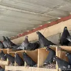 حمام قطايف اجواز