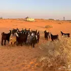ماعز