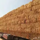 ذره جيزانيه حمرا