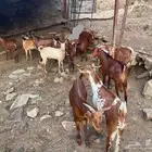 12 تيس بلدي