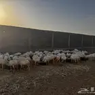 غنم رفيدي وميدي