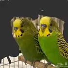 عصافير البادجي 2 لون اخضر العمر بين 6  8 شهور مع قفص
